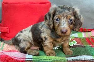 Vern - Dachshund, Mini for sale