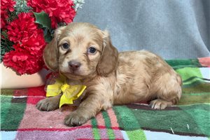 Chrissy - Dachshund, Mini for sale