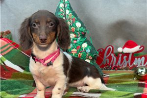 Kendra - Dachshund, Mini for sale