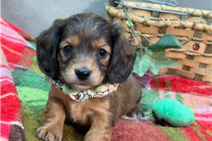 Debby - Dachshund, Mini for sale