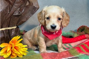 Weston - puppy for sale