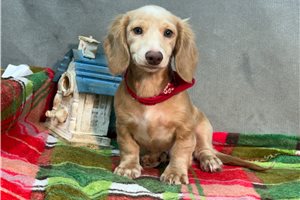 Roman - Dachshund, Mini for sale