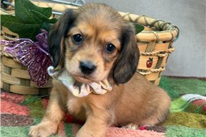 DeeDee - Mini Dachshund for sale