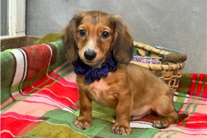 Hilo - Dachshund, Mini, placed in Kirksville