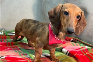 Blaze - Dachshund, Mini for sale