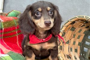 Noor - Dachshund, Mini for sale