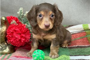 Hidalgo - puppy for sale