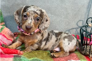 Summer - Dachshund, Mini for sale
