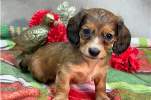 Hilo - Dachshund, Mini for sale