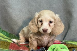 Karla - Dachshund, Mini for sale