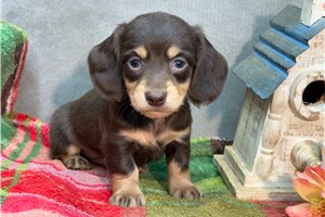 Noor - puppy for sale