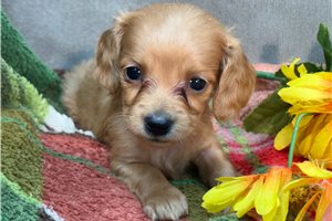 Wendy - puppy for sale