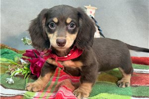 Noor - Dachshund, Mini for sale