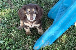 Rowan - Dachshund, Mini for sale