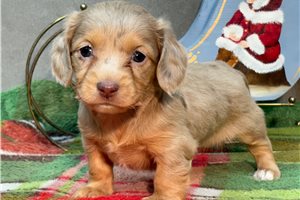 Lucinda - Dachshund, Mini for sale