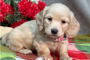 Karma - Dachshund, Mini for sale