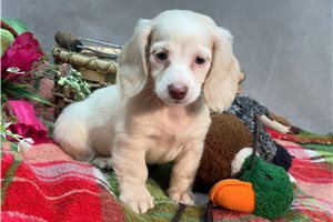 Roxanne - Dachshund, Mini for sale