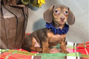 Sherman - Mini Dachshund for sale