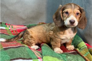 Roslyn - Dachshund, Mini for sale
