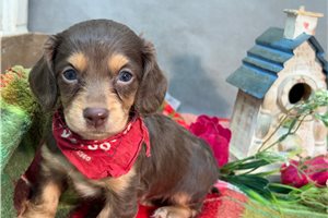 Ruby - puppy for sale