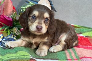 Romelo - puppy for sale