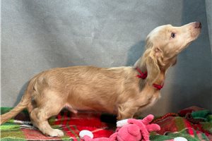 Roman - Mini Dachshund for sale