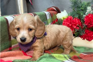 Karlita - Dachshund, Mini for sale