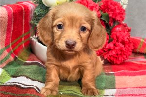 Calista - Dachshund, Mini for sale