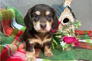 Rowan - puppy for sale