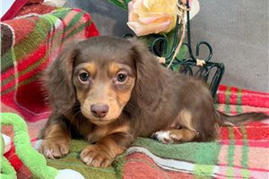 Brianna - Dachshund, Mini for sale