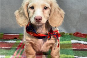 Karla - Dachshund, Mini for sale