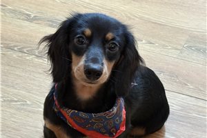 Nasir - Dachshund, Mini, placed in Kirksville
