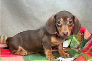 Serena - Mini Dachshund for sale