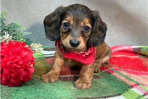 Hilton - Dachshund, Mini for sale