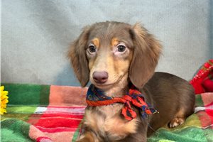 Hidalgo - Mini Dachshund for sale