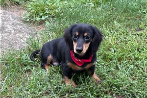 Nasir - Dachshund, Mini for sale