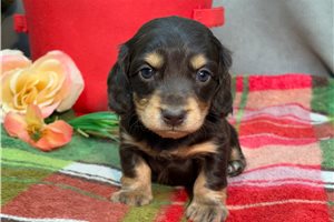 Noah - puppy for sale