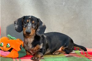 Bernie - puppy for sale