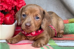 Lars - Dachshund, Mini for sale