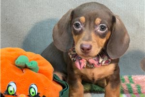 Serena - Mini Dachshund for sale
