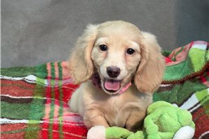 Karma - Dachshund, Mini for sale