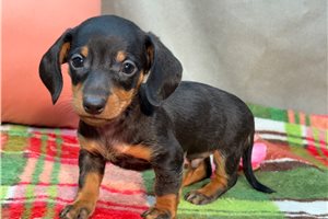Kyle - puppy for sale