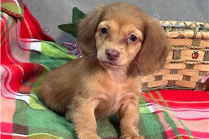 Daylin - Dachshund, Mini for sale