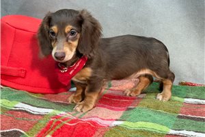 Ruby - Dachshund, Mini for sale