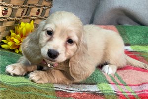 Karma - Dachshund, Mini for sale