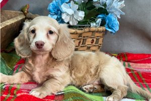 Karla - puppy for sale