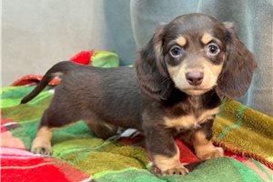 Noor - Dachshund, Mini for sale