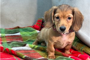 Raya, a Mini Dachshund puppy