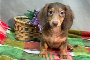 Hidalgo - Dachshund, Mini for sale
