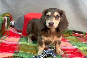 Romelo - Dachshund, Mini for sale